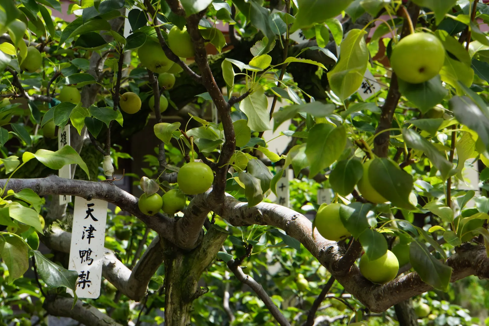 Asian Pear (Pyrus Pyrifolia) — A moderate feeder, it responds well to an annual application of a balanced fertilizer