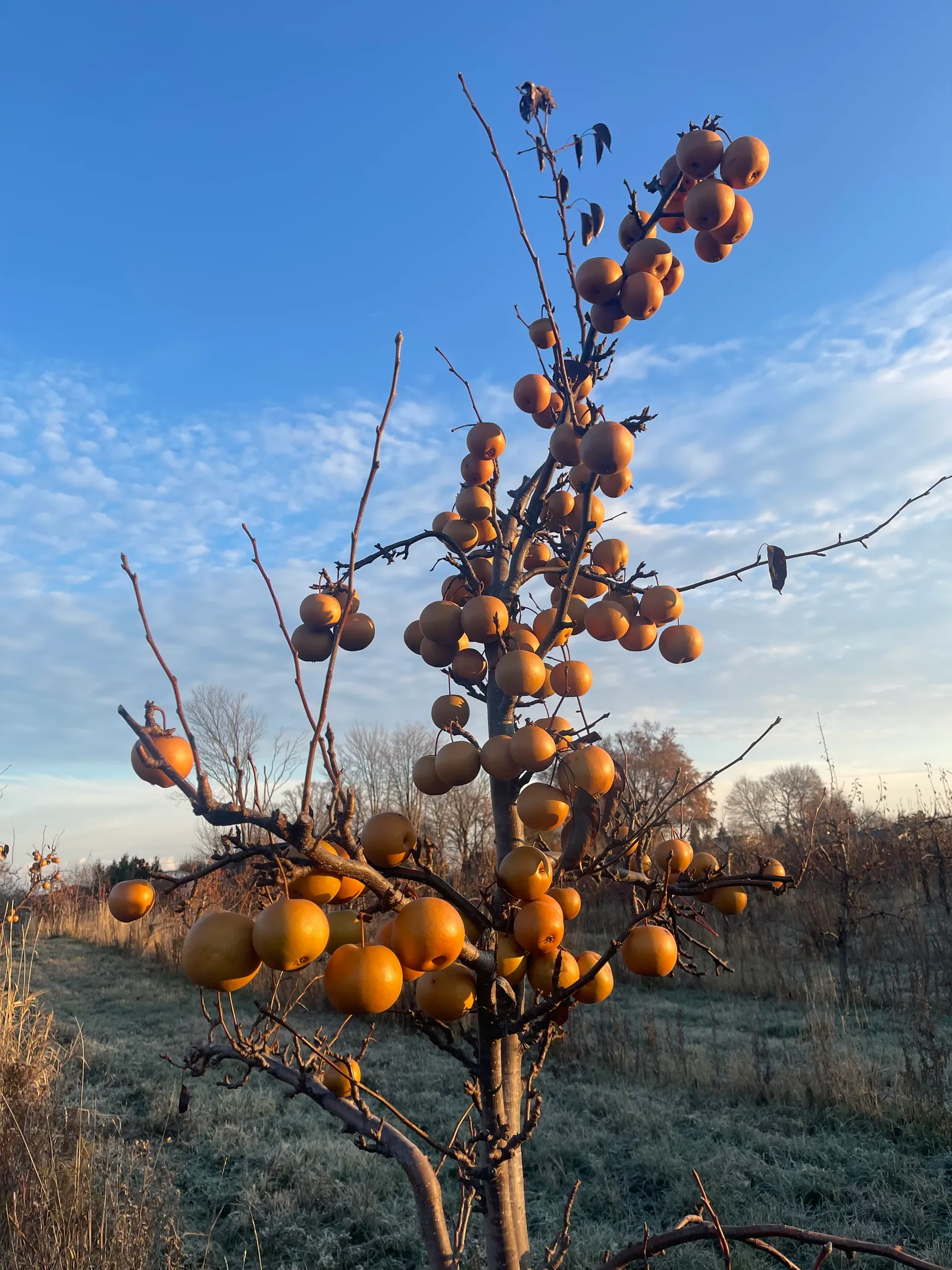 Asian Pear (Pyrus Pyrifolia) — Plant in pairs for cross-pollination to ensure a bountiful fruit yield