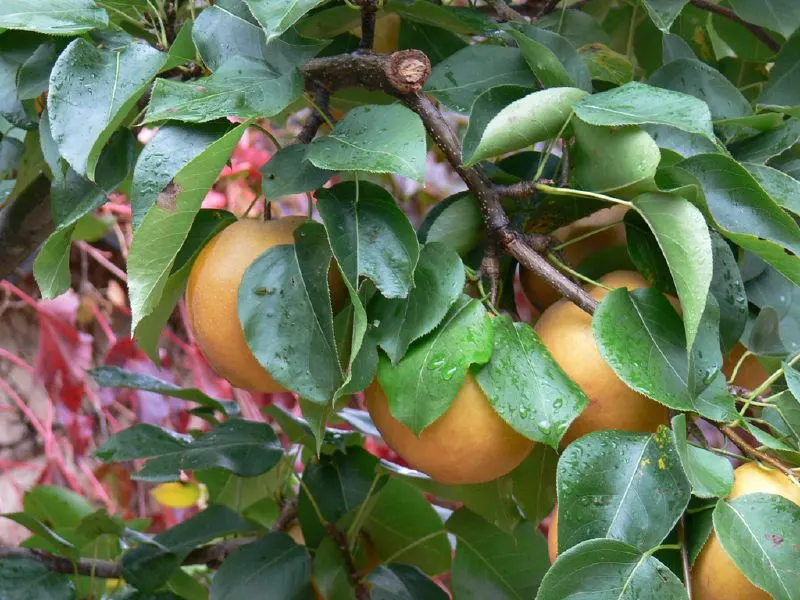 Asian Pear (Pyrus Pyrifolia) — this deciduous tree typically reaches a height of 30 to 40 feet with a similar spread