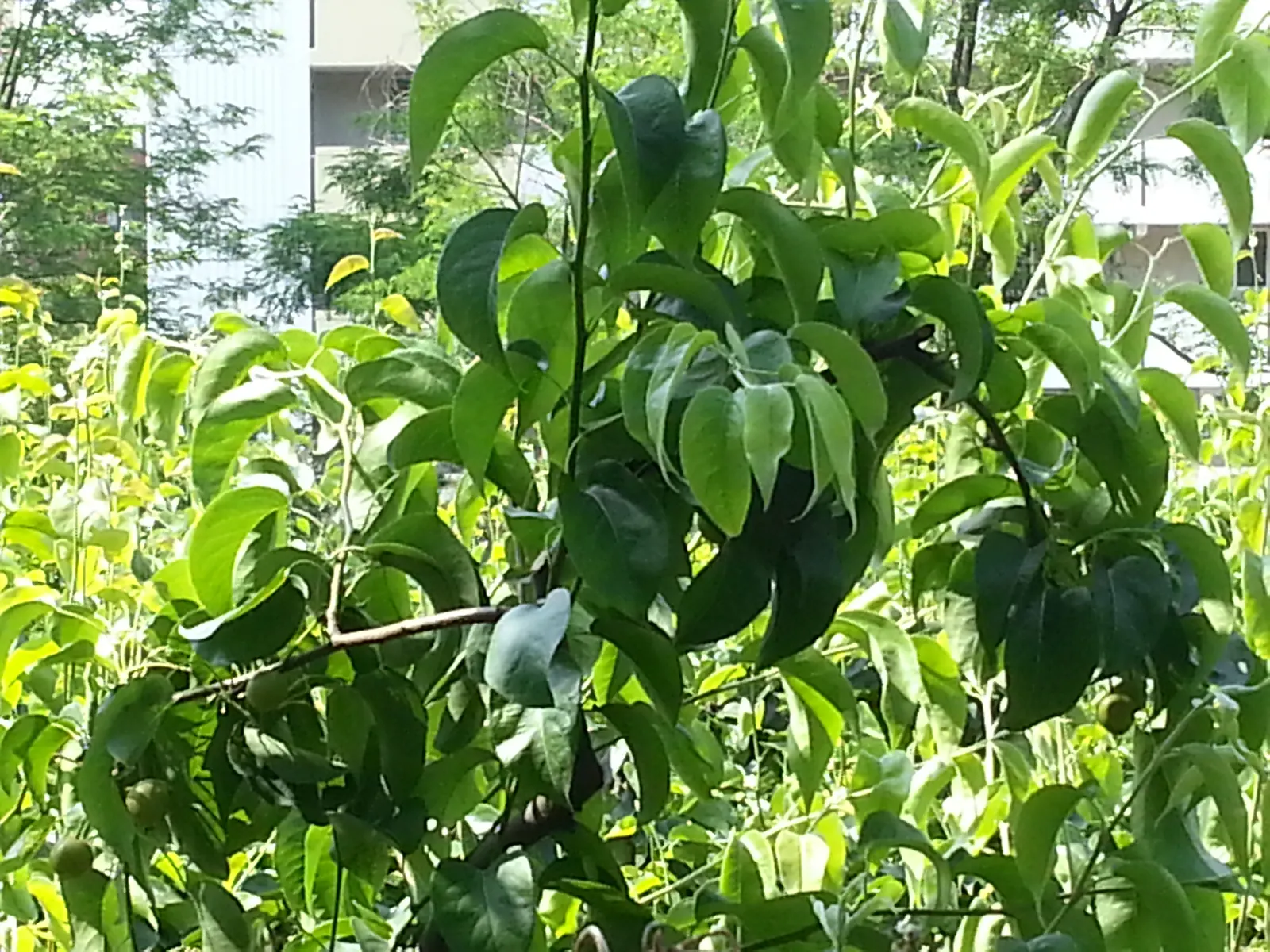 Asian Pear (Pyrus Pyrifolia) — making it an attractive feature for any outdoor space