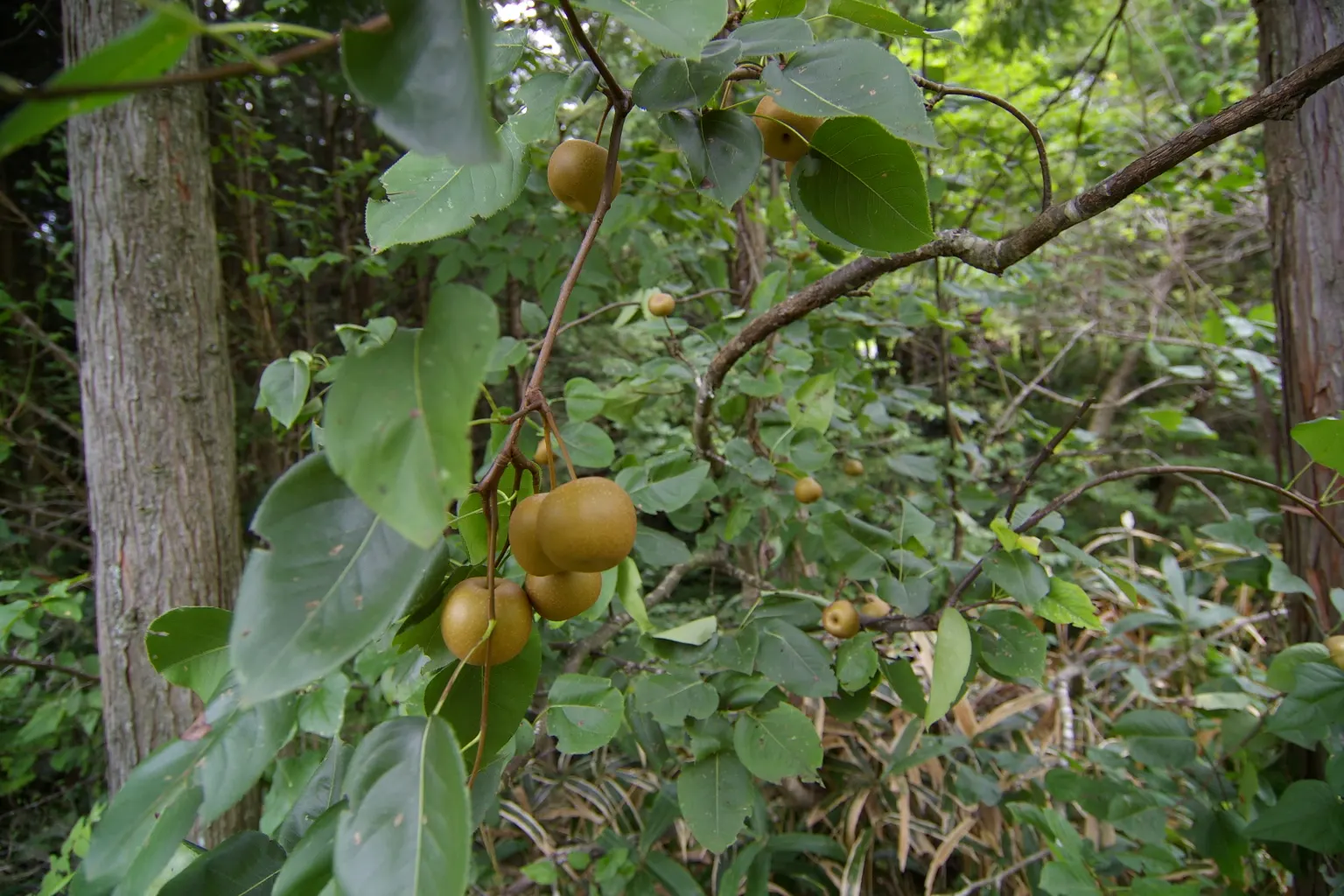 Asian Pear (Pyrus Pyrifolia) — Requires full sun and well-drained soil; zone 5-9 hardy