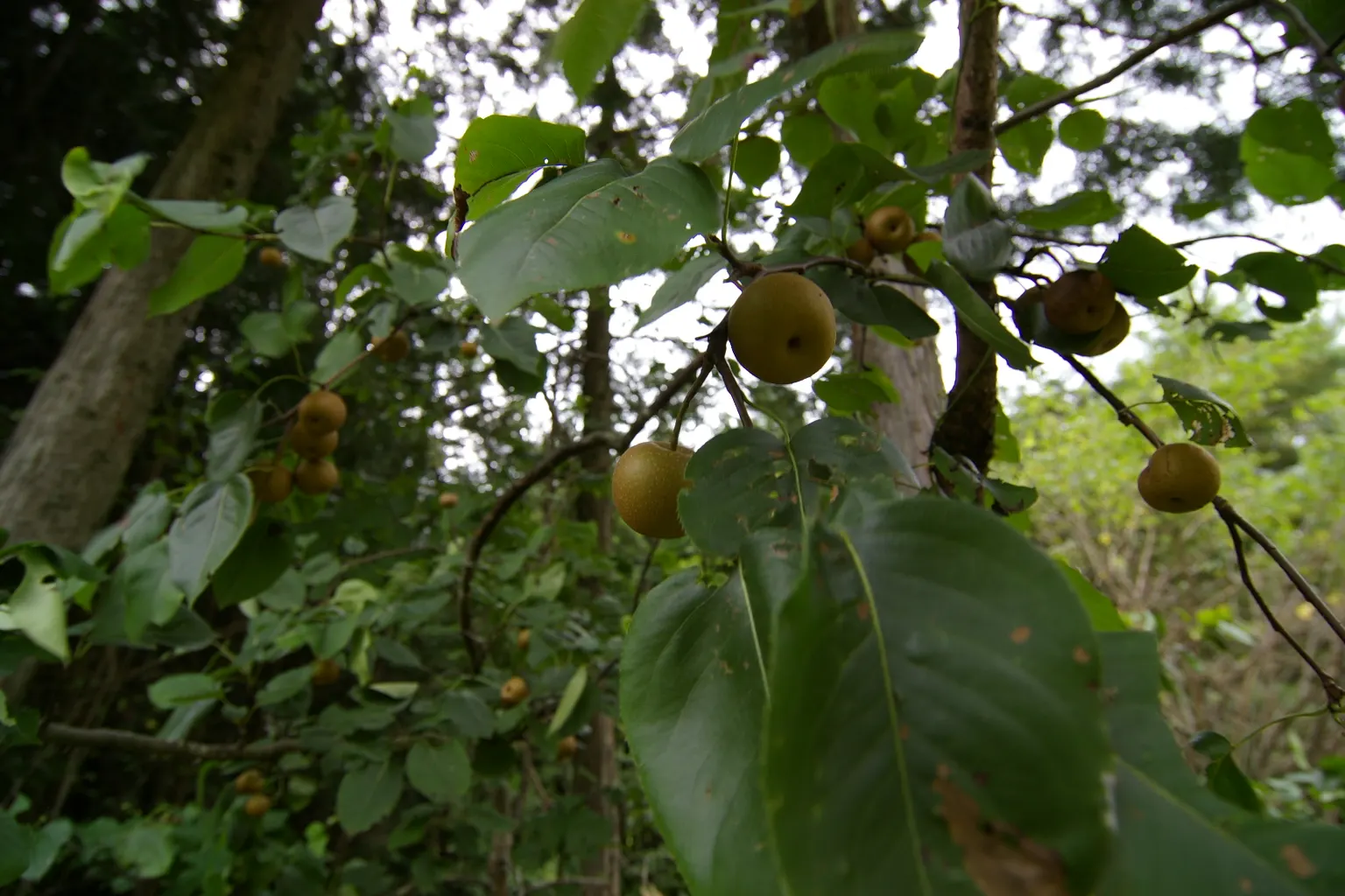 Asian Pear (Pyrus Pyrifolia) — and by mid to late summer