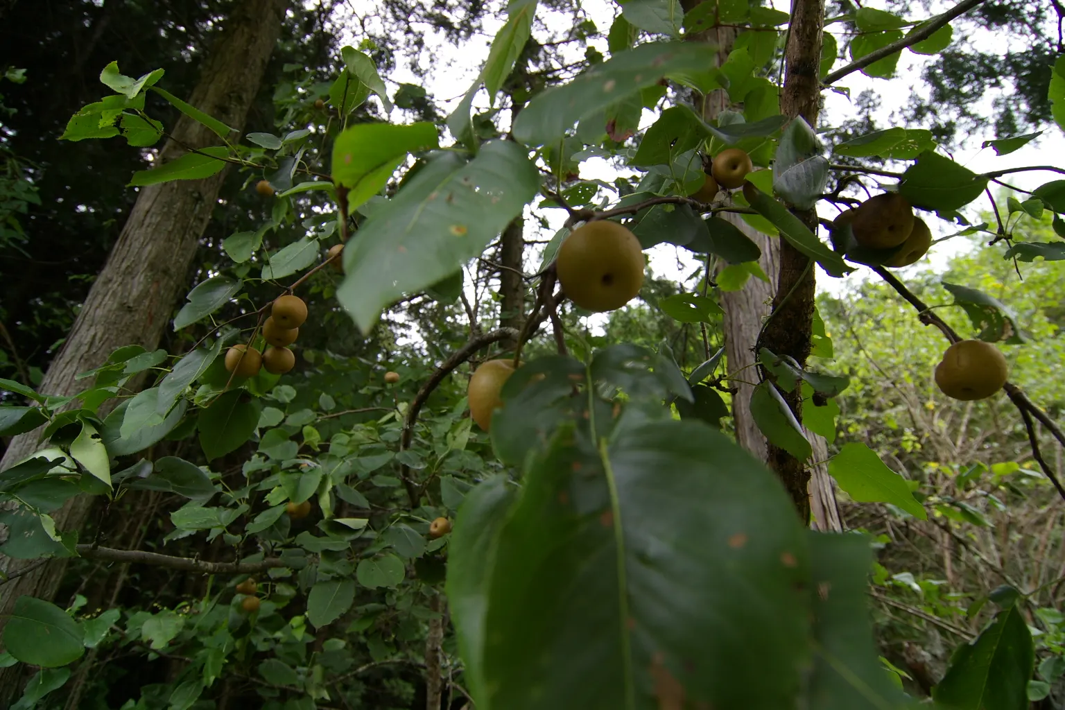 Asian Pear (Pyrus Pyrifolia) — The Asian Pear, Pyrus pyrifolia, is a deciduous tree prized for its tasty fruit and spring blossoms