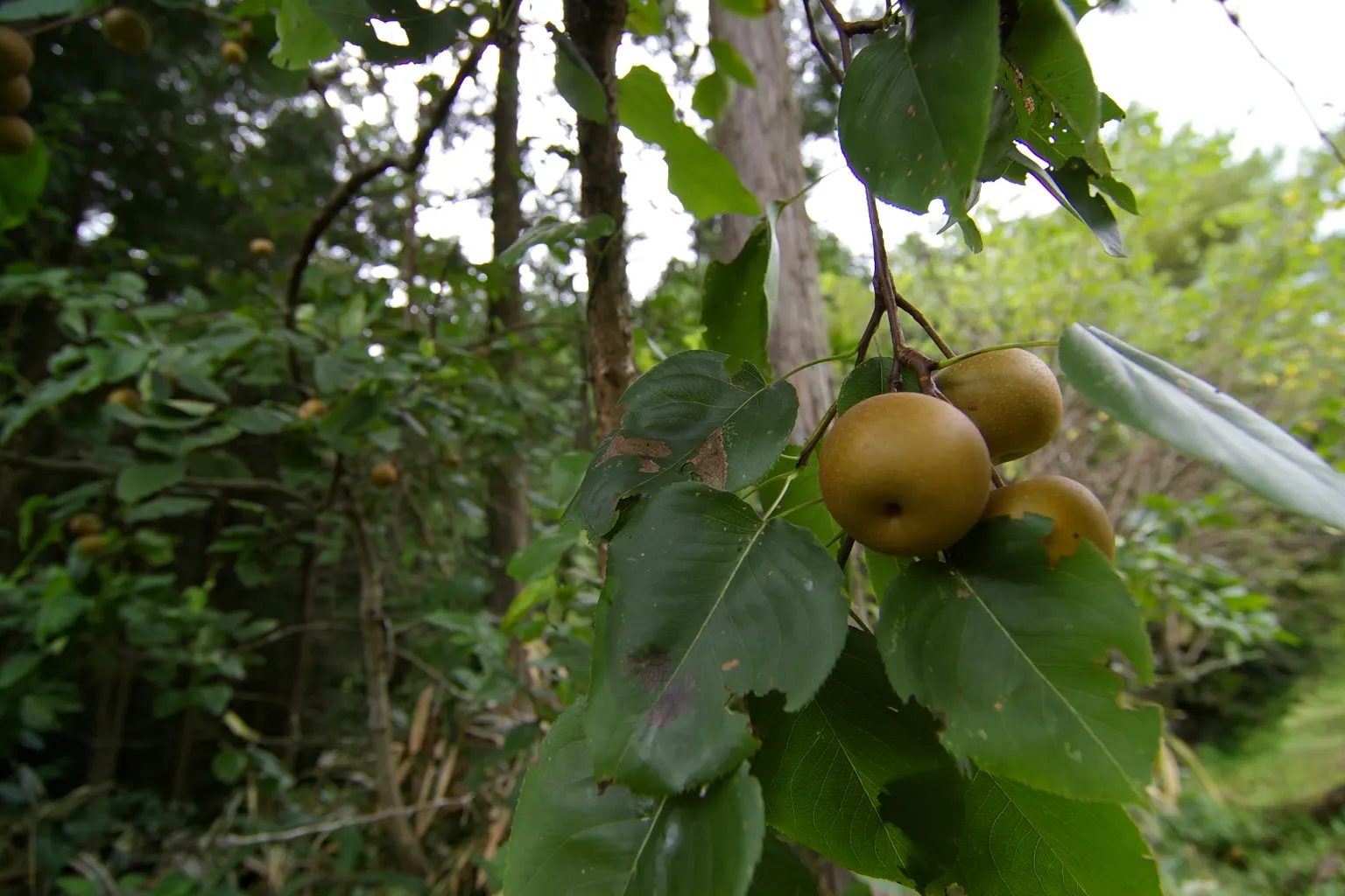 Asian Pear (Pyrus Pyrifolia) — tree with white blooms