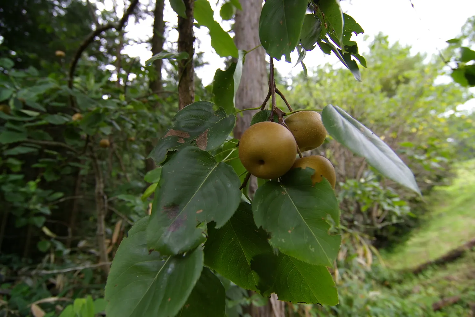 Asian Pear (Pyrus Pyrifolia) — adding a fresh element to the harvest season.<br><br>For those seeking landscape merits