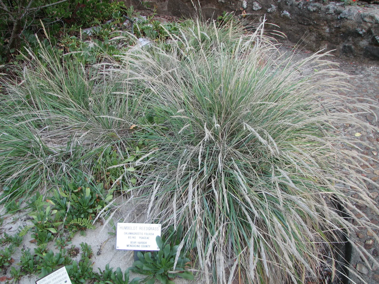 Mendocino Reed Grass (Calamagrostis Foliosa) — thrives in full sun to part shade