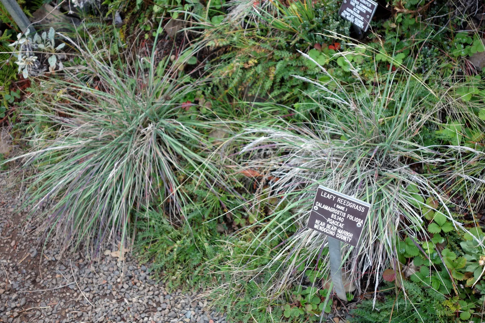 Mendocino Reed Grass (Calamagrostis Foliosa) — Mendocino Reed Grass (Calamagrostis foliosa) is a perennial native grass