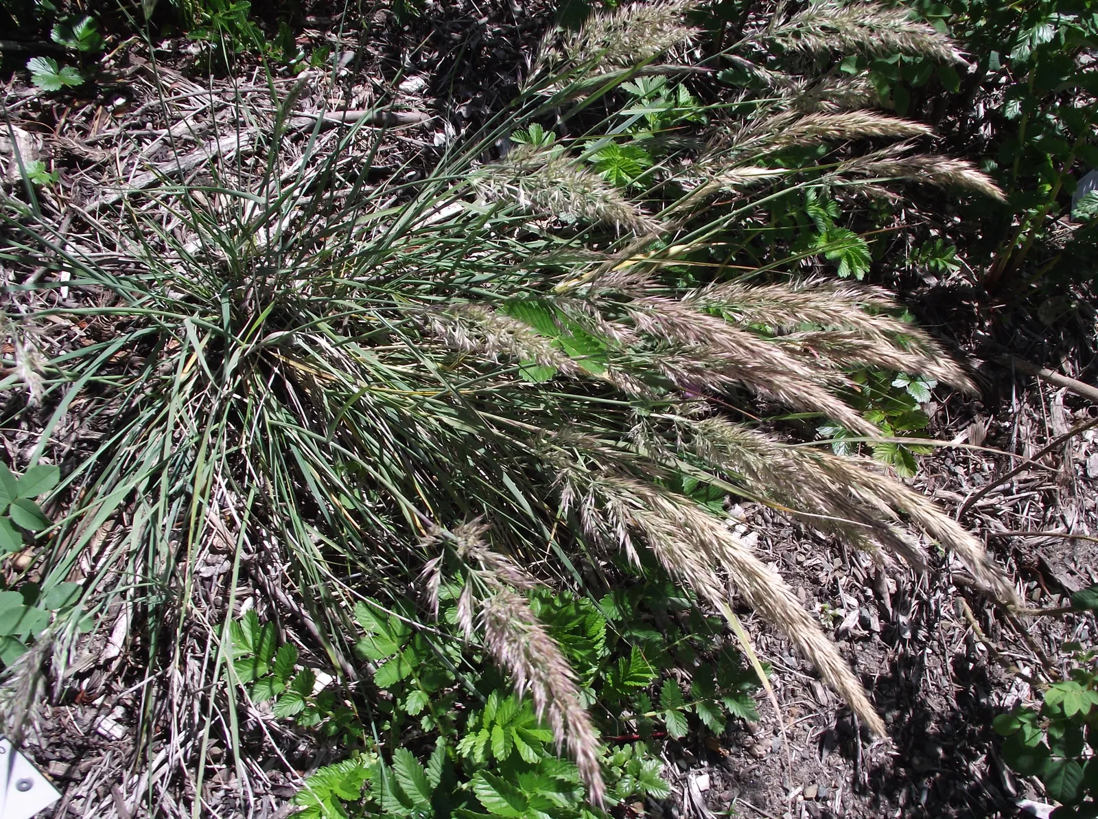 Mendocino Reed Grass (Calamagrostis Foliosa) — and prefers well-drained soils