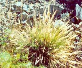 Mendocino Reed Grass (Calamagrostis Foliosa) — flourishing in coastal bluffs of California