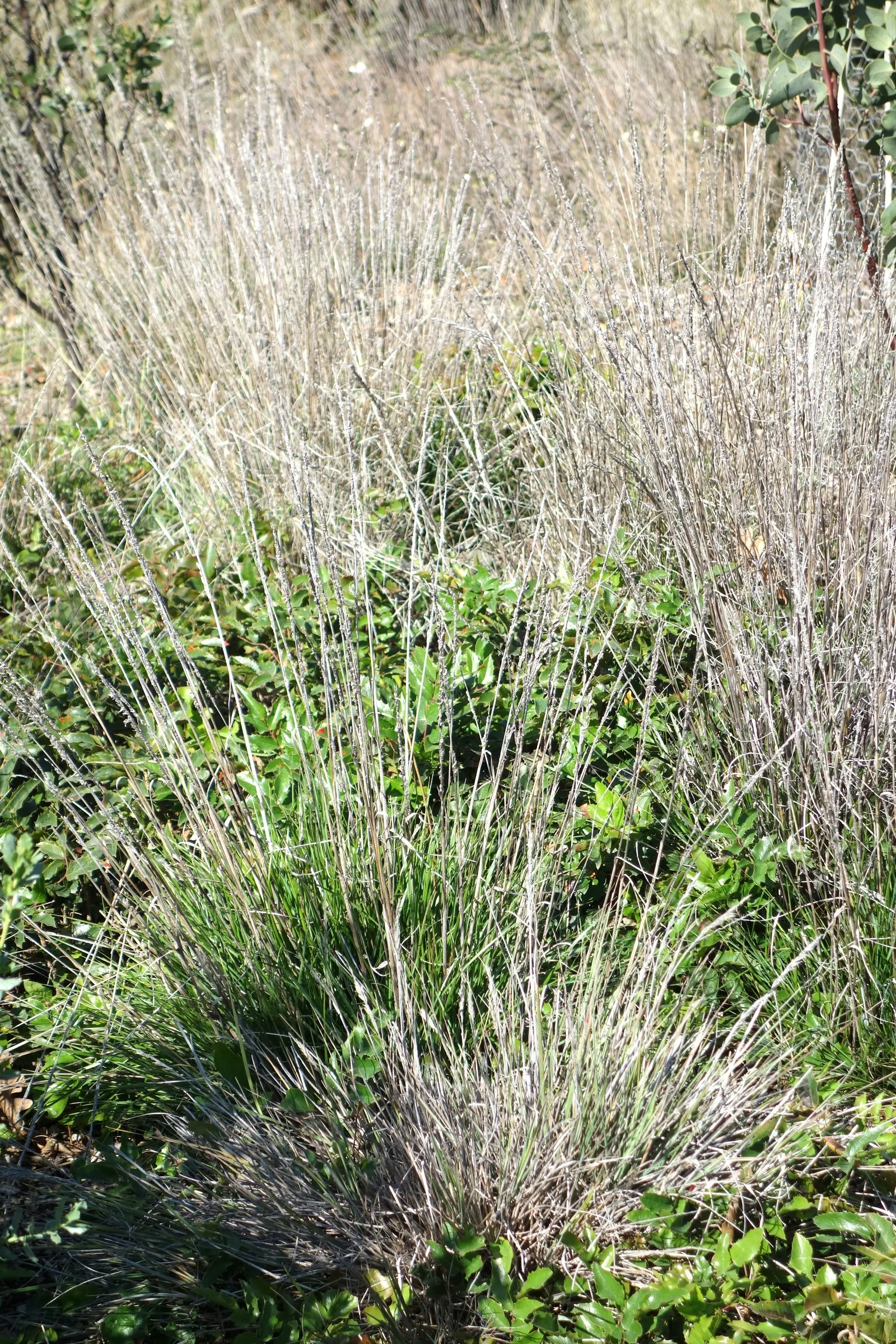 Mendocino Reed Grass (Calamagrostis Foliosa) — Offering fine-textured foliage and airy inflorescences