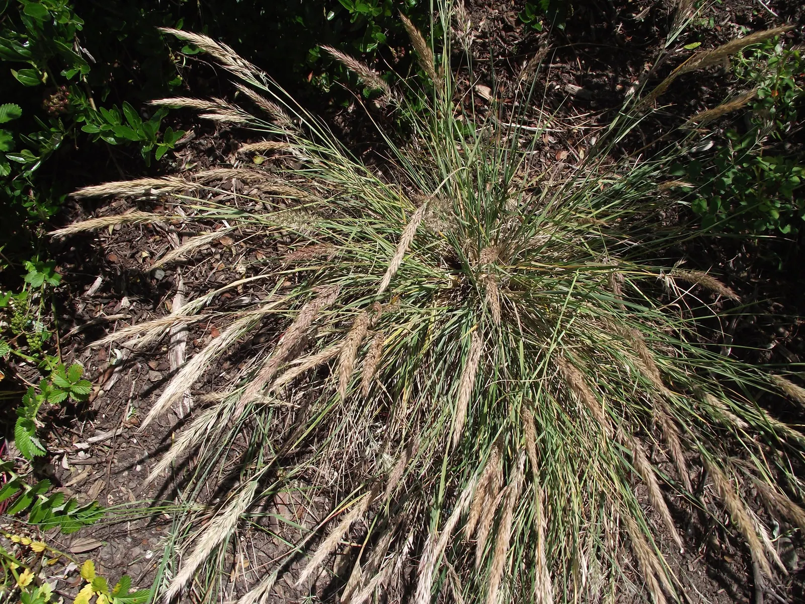 Mendocino Reed Grass (Calamagrostis Foliosa) — This compact tuft-forming species reaches 2 feet tall and wide