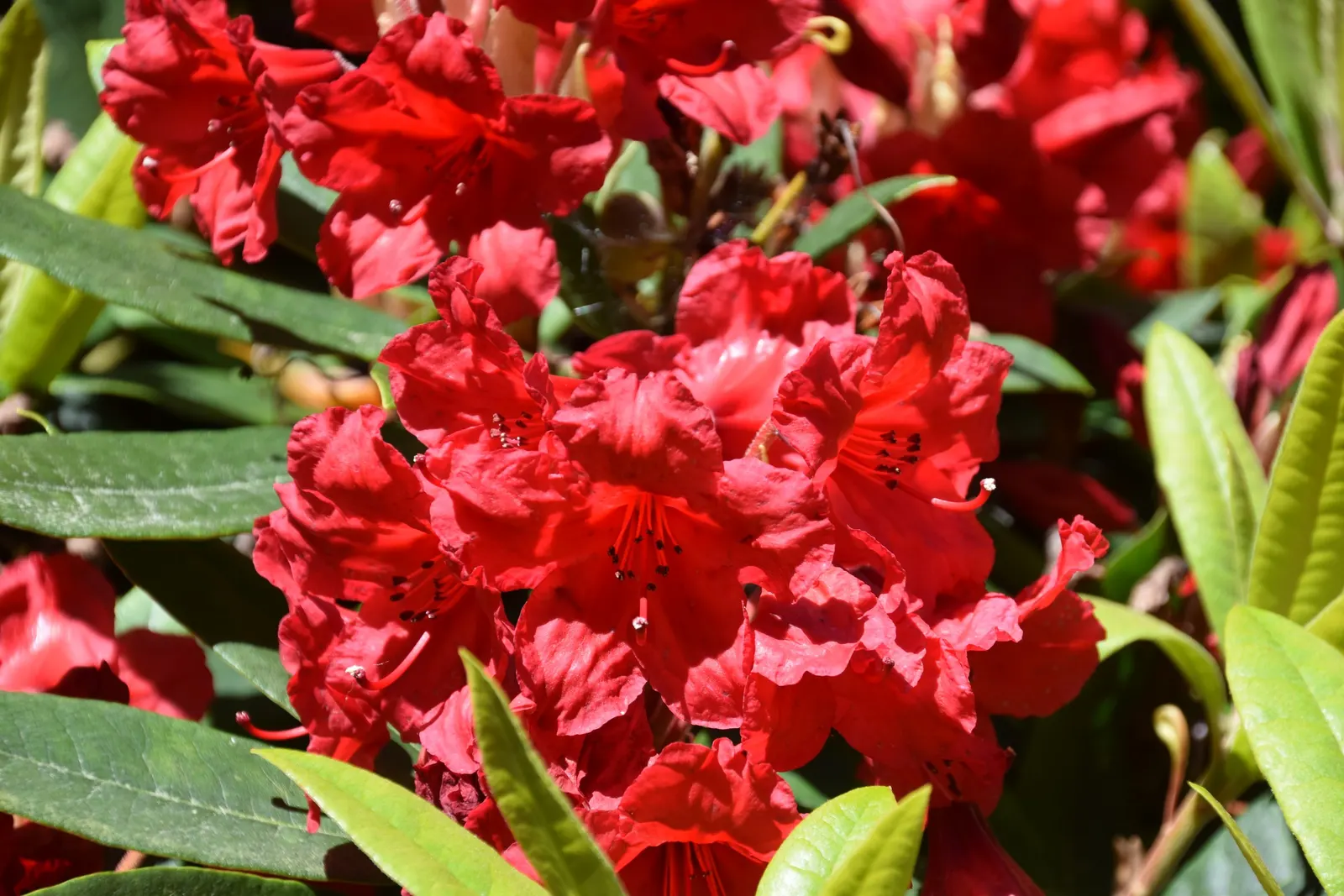 Vulcan's Flame Rhododendron (Rhododendron 'Vulcan's Flame') — requiring partial shade and well-drained acidic soil