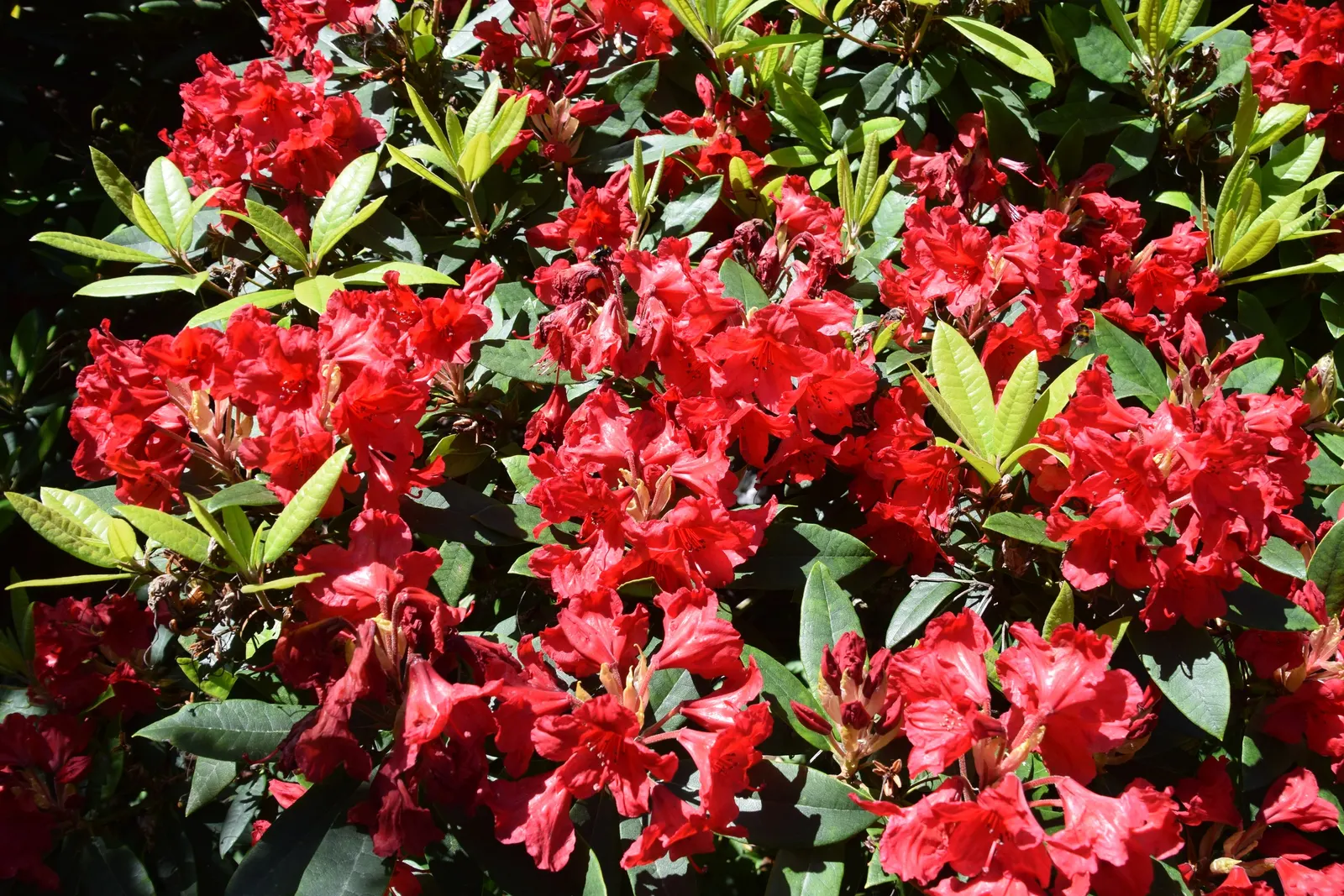 Vulcan's Flame Rhododendron (Rhododendron 'Vulcan's Flame') — This evergreen shrub has a mature size of 5 feet in height and width