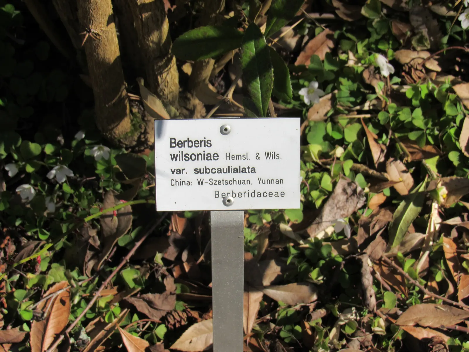 Wilson Barberry (Berberis Wilsoniae) — The Wilson Barberry (Berberis wilsoniae) is a deciduous shrub, thriving best in full sun to partial shade; its thorned