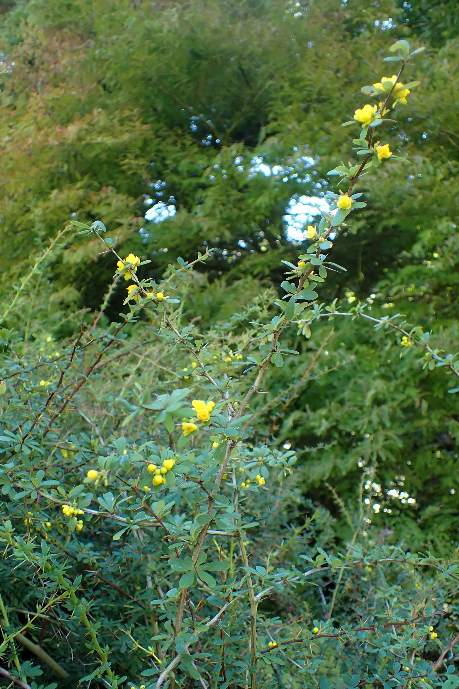 Wilson Barberry (Berberis Wilsoniae) — as its spines can be sharp