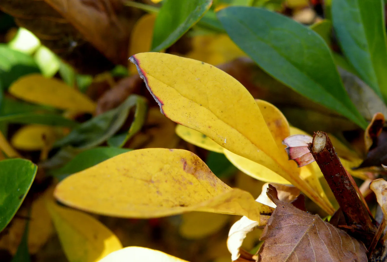 Wilson Barberry (Berberis Wilsoniae) — which are highly attractive to pollinators and give way to the distinctive berries that persist into winter, image 33