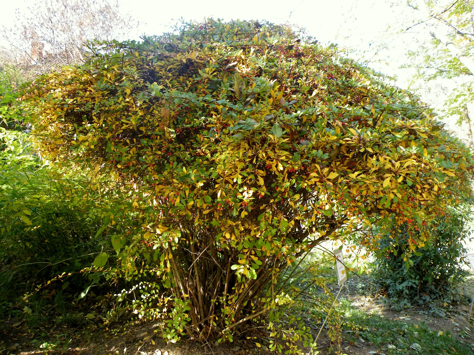Wilson Barberry (Berberis Wilsoniae) — with a pale blue-green color that adds a cool hue to the garden palette; wilson Barberry offers year-round beauty and