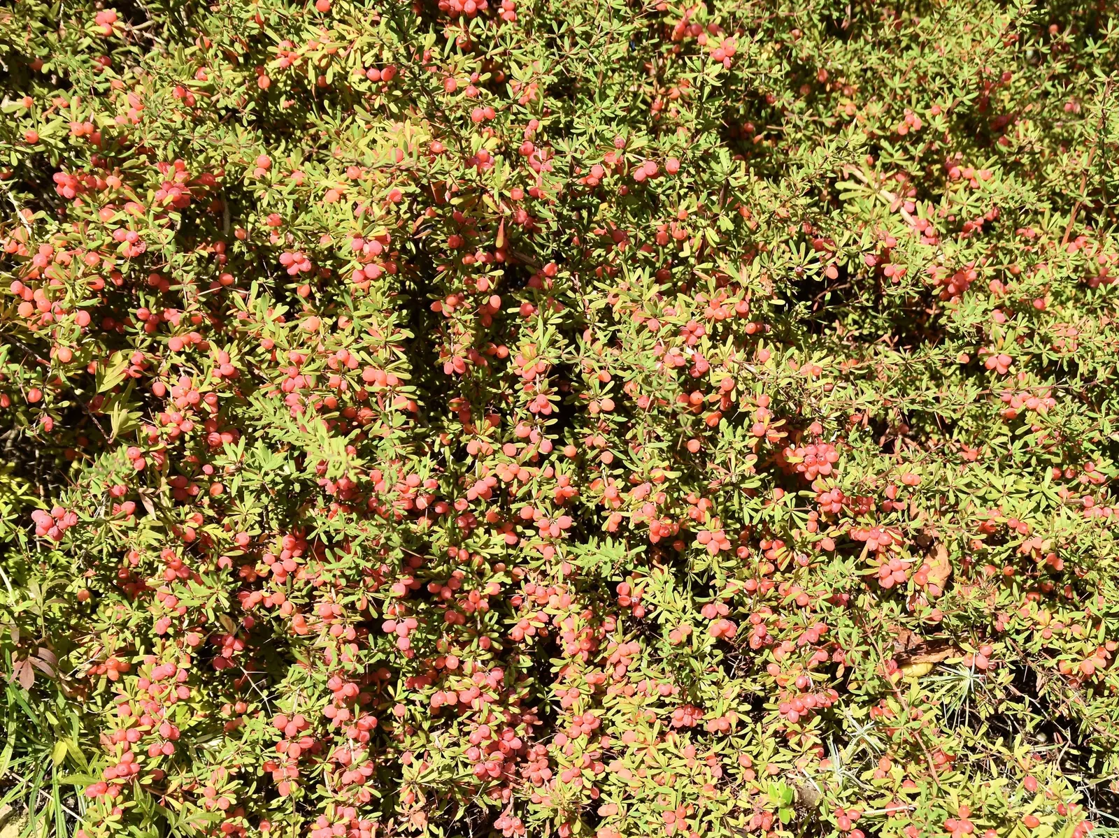 Wilson Barberry (Berberis Wilsoniae) — It features gray-green foliage and vibrant red berries, maturing at 4 to 6 feet tall and wide; which are highly