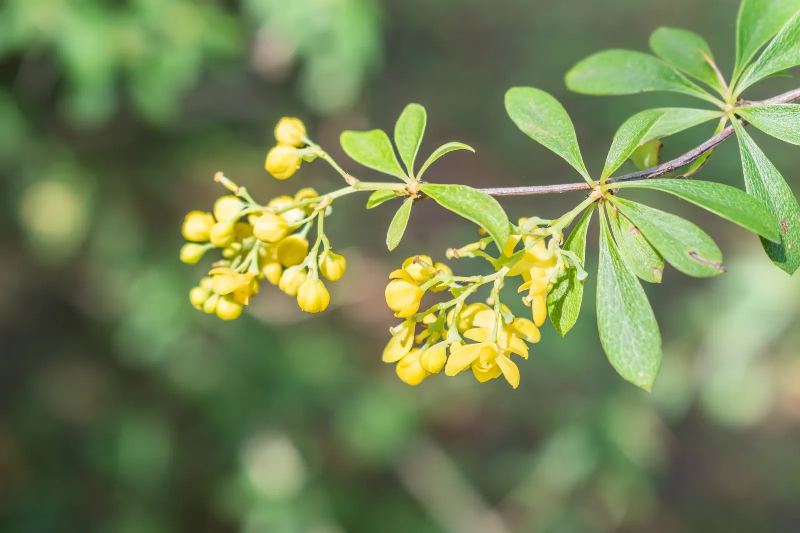 Wilson Barberry (Berberis Wilsoniae) — yellow flowers in the garden
