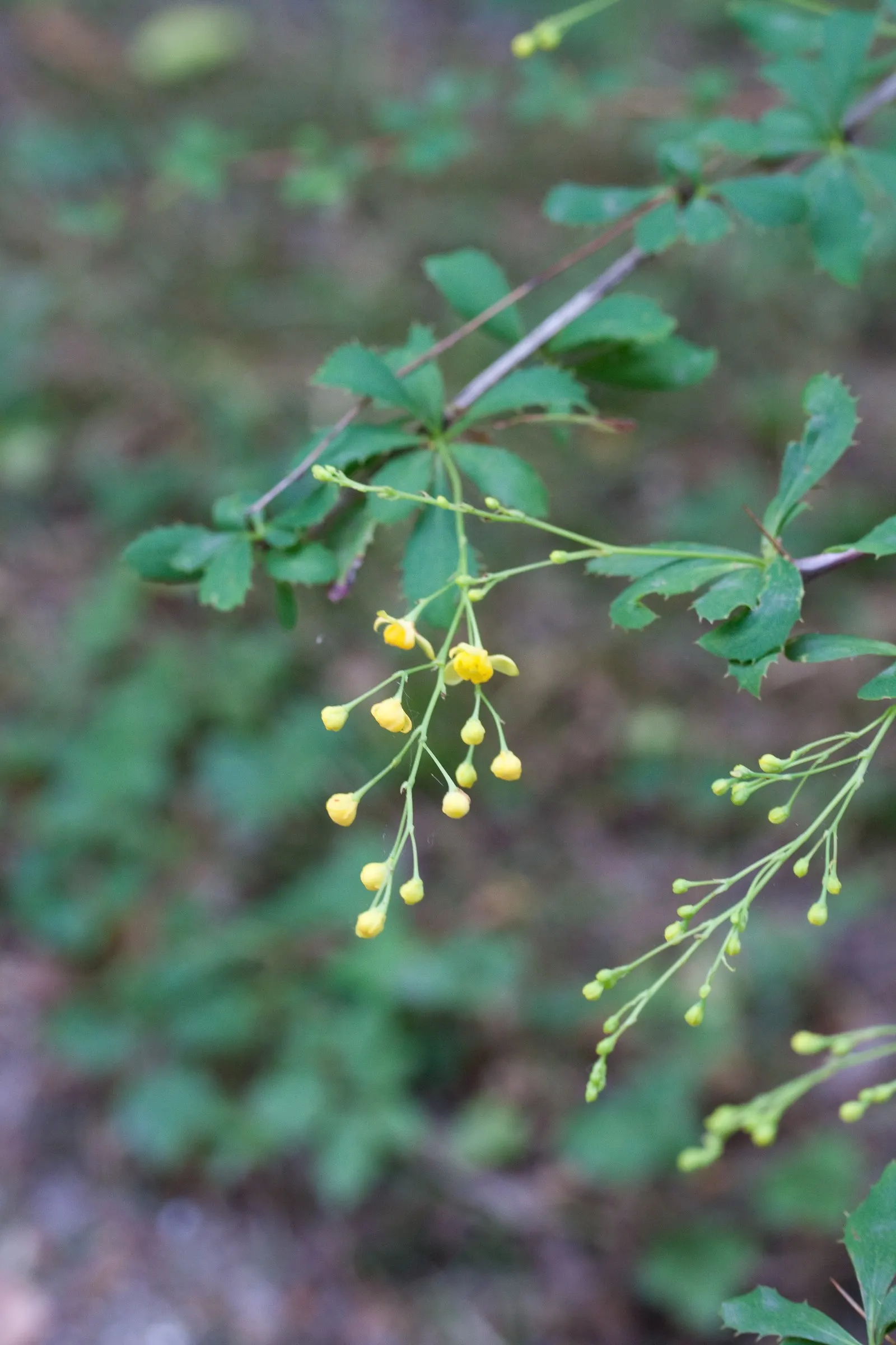 Wilson Barberry (Berberis Wilsoniae) — With a hardiness down to -20&deg;F, it's suitable for zones 5 to 8; as its spines can be sharp
