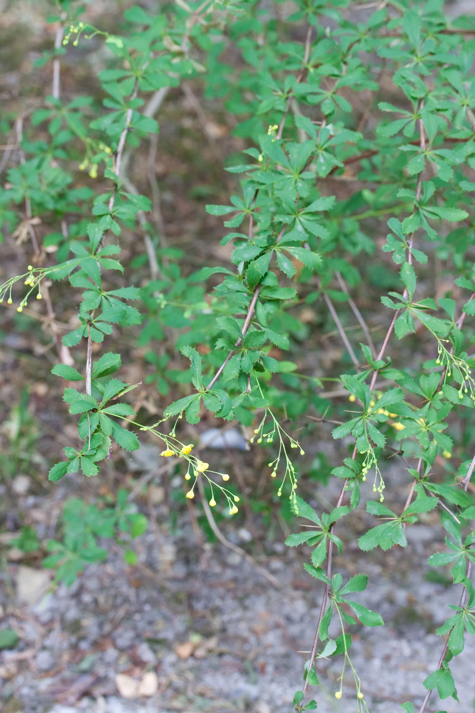 Wilson Barberry (Berberis Wilsoniae) — provided they are well-draining