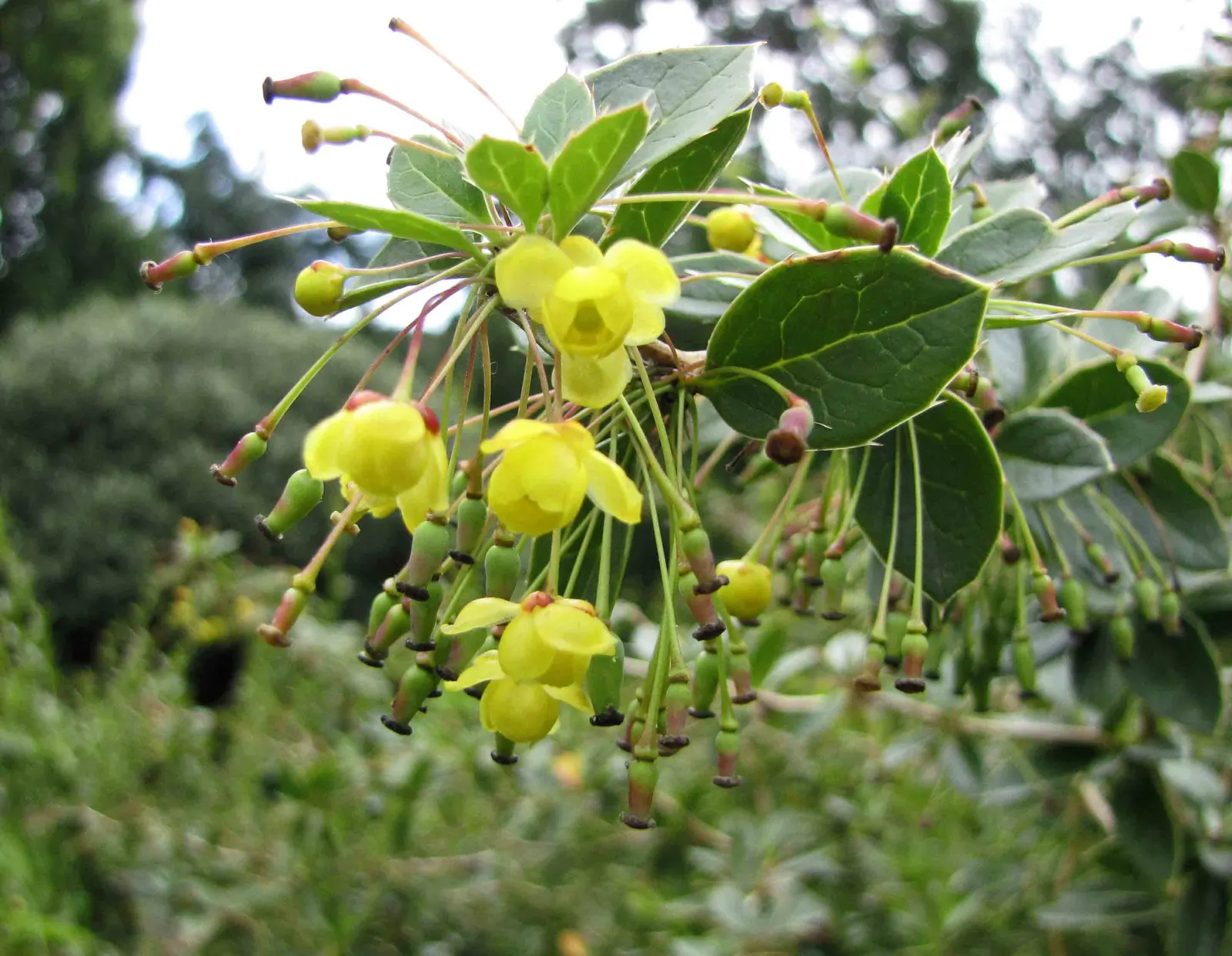 Wilson Barberry (Berberis Wilsoniae) — provided they are well-draining; with minimal pruning required to maintain its shape