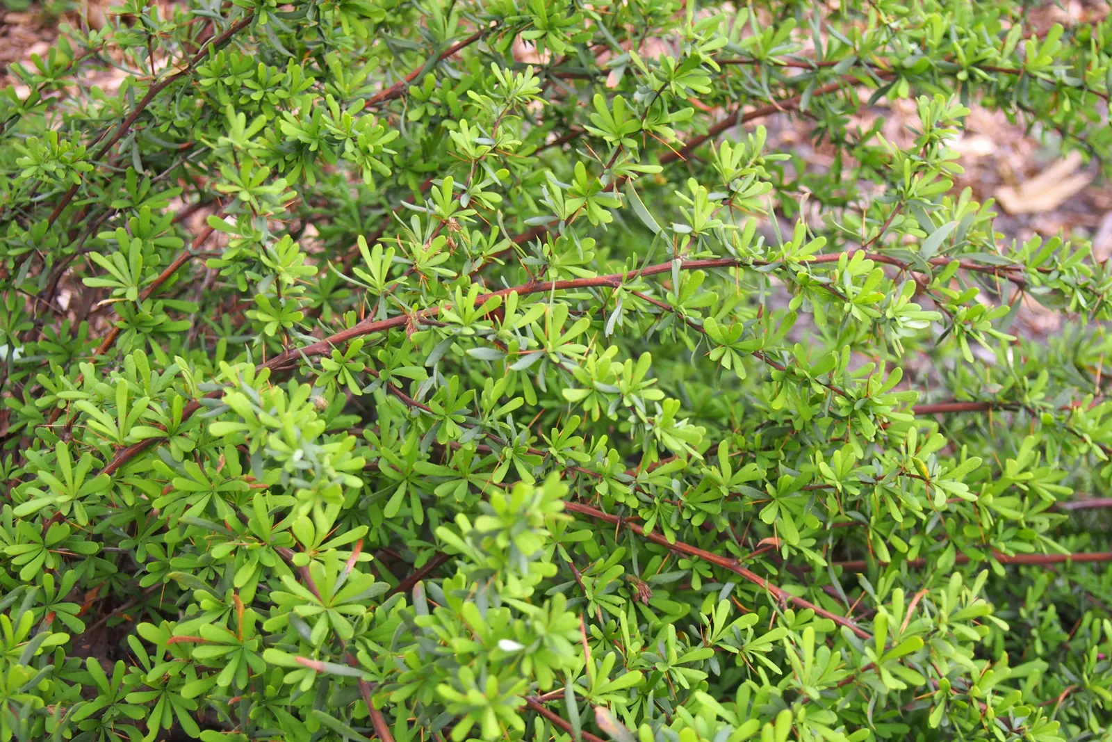 Wilson Barberry (Berberis Wilsoniae) — which are highly attractive to pollinators and give way to the distinctive berries that persist into winter