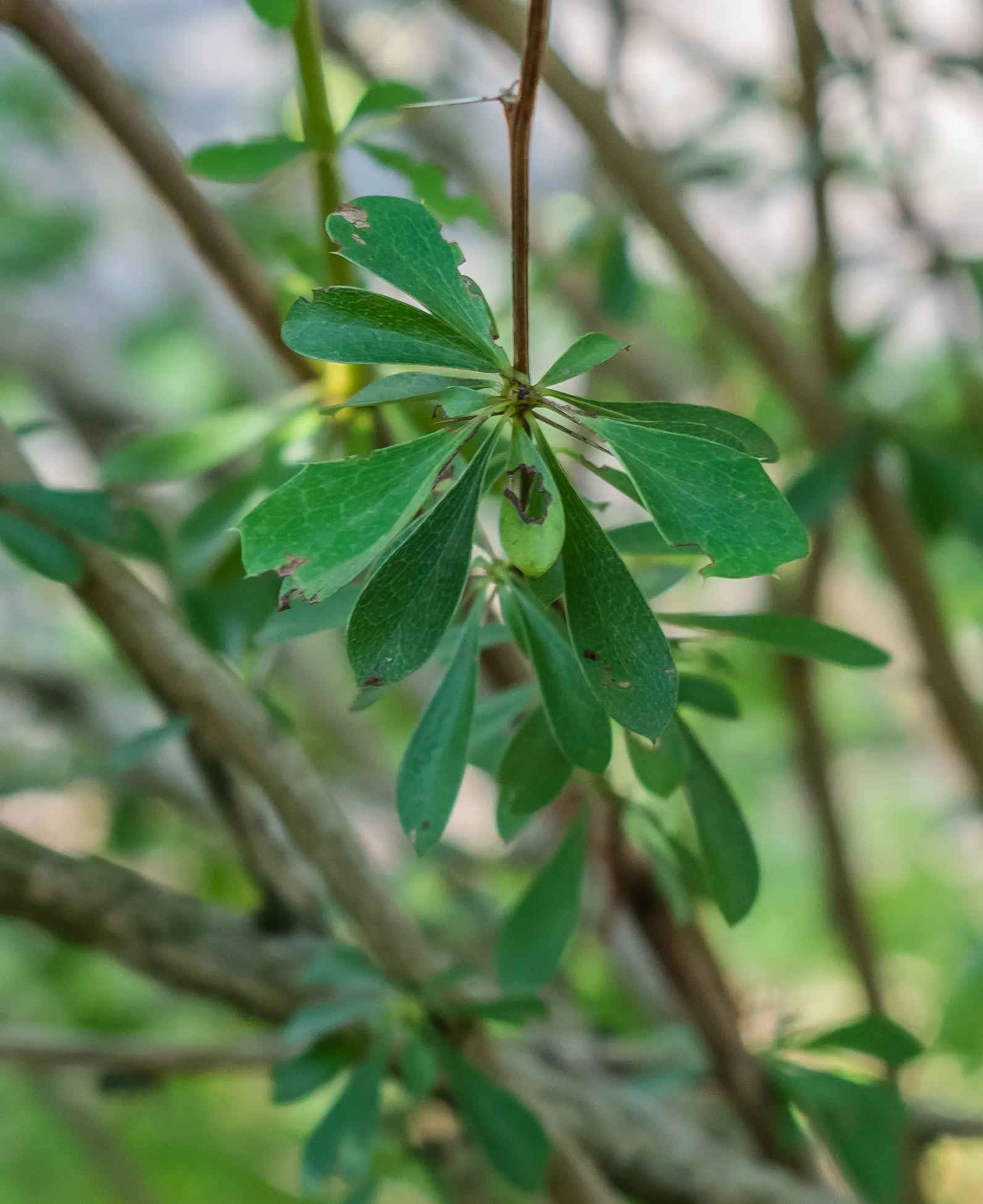 Wilson Barberry (Berberis Wilsoniae) — Its thorned branches offer a deterrent effect, making it ideal for borders; with a hardiness down to -20&deg;F, it's