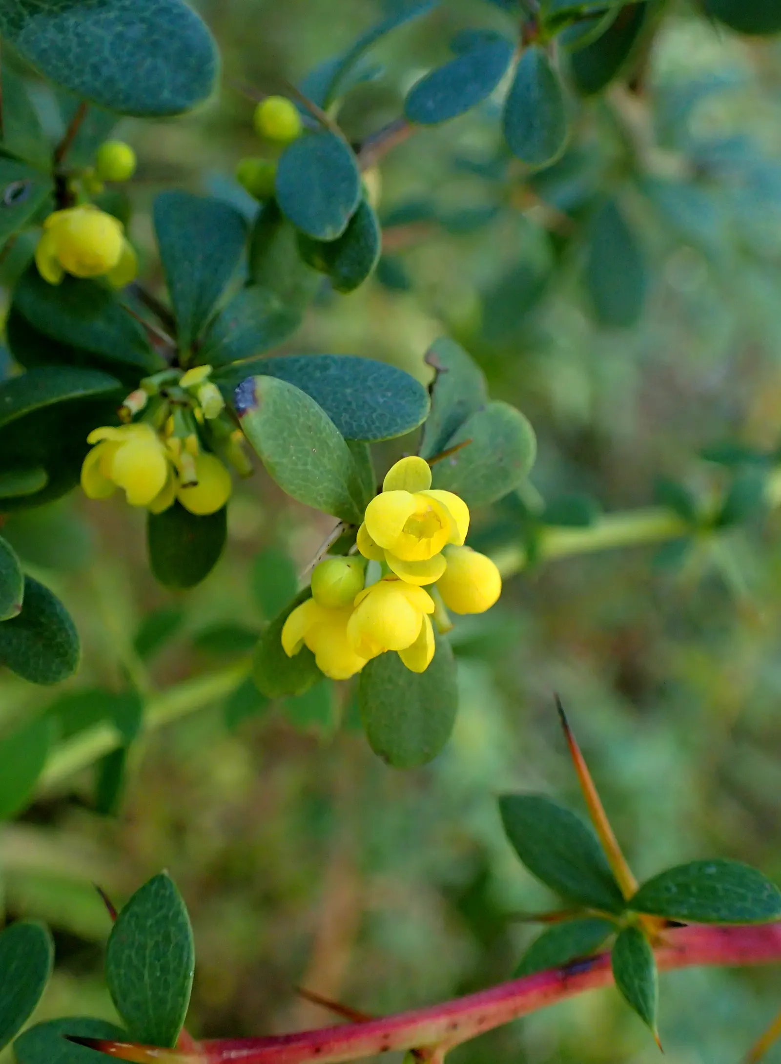 Wilson Barberry (Berberis Wilsoniae) — shrub with yellow blooms