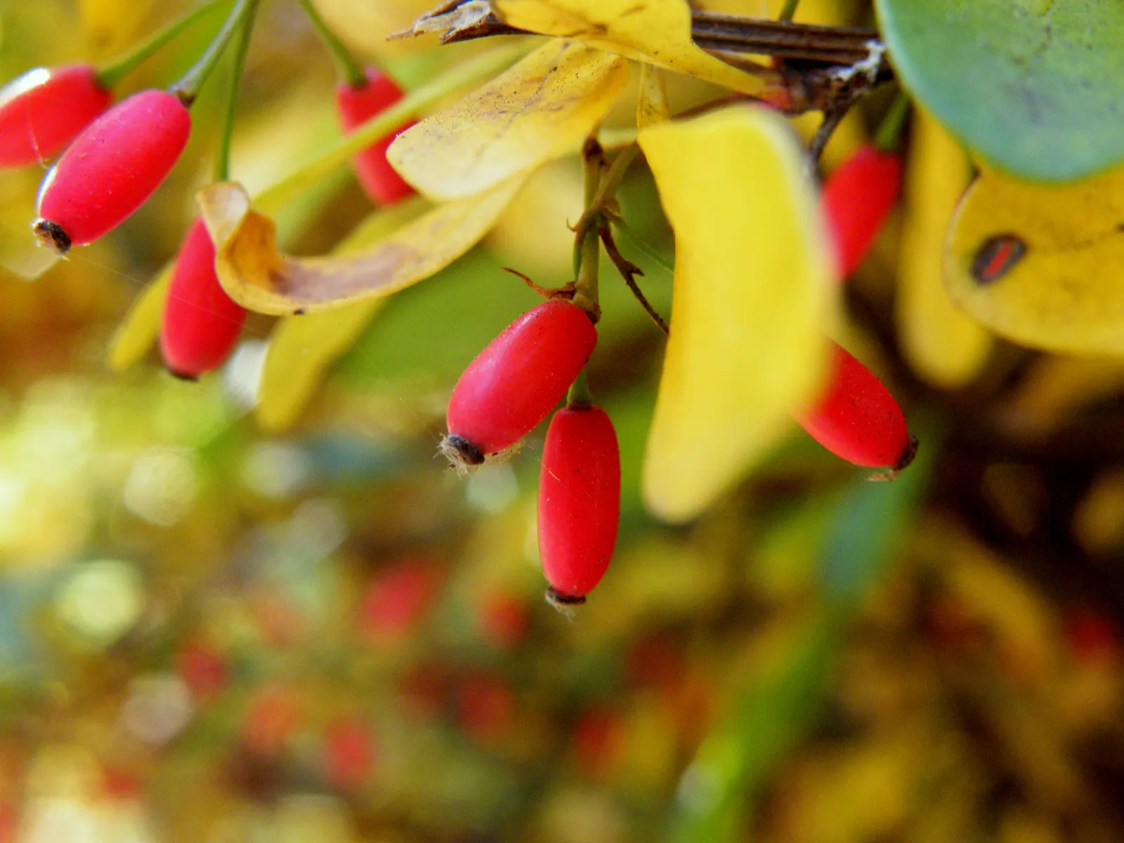 Wilson Barberry (Berberis Wilsoniae) — with a pale blue-green color that adds a cool hue to the garden palette