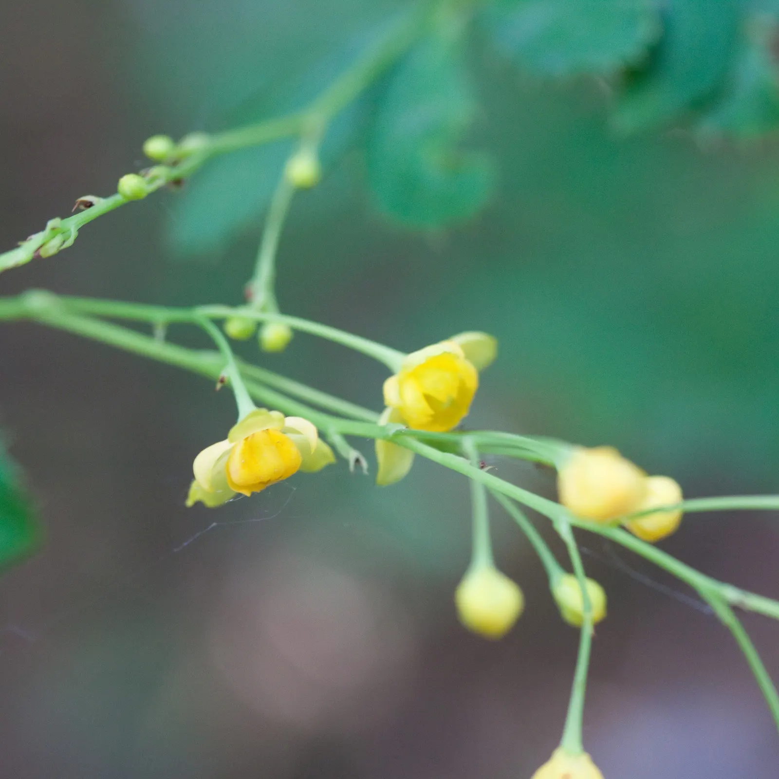 Wilson Barberry (Berberis Wilsoniae) — the plant produces an array of petite