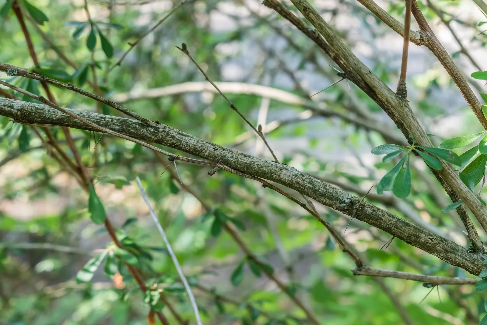 Wilson Barberry (Berberis Wilsoniae) — owing to its ornamental appeal and resilience; it features gray-green foliage and vibrant red berries, maturing at 4 to