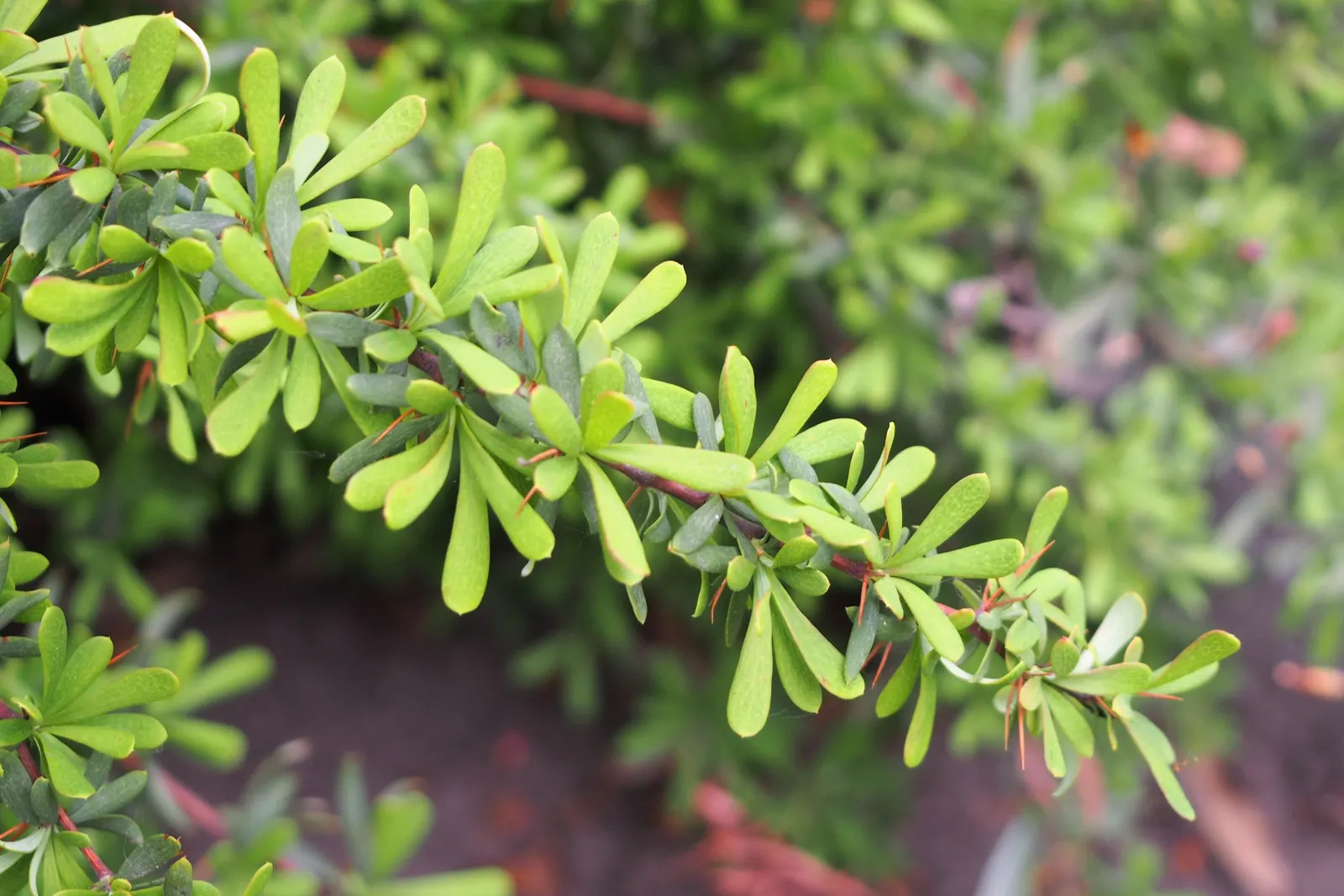 Wilson Barberry (Berberis Wilsoniae) — It is drought-tolerant once established