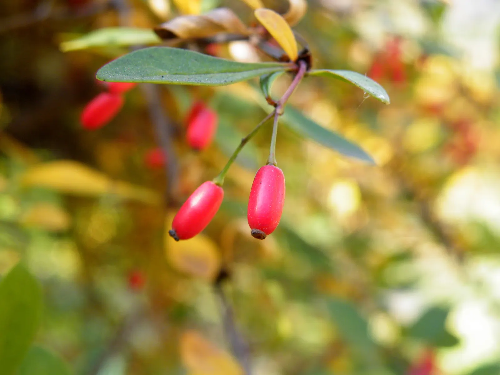 Wilson Barberry (Berberis Wilsoniae) — The Wilson Barberry (Berberis wilsoniae) is a deciduous shrub, thriving best in full sun to partial shade