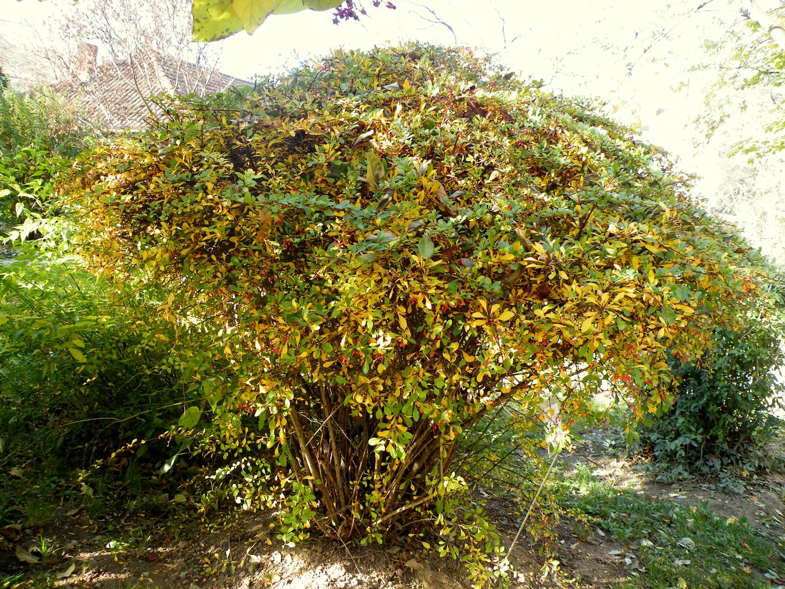 Wilson Barberry (Berberis Wilsoniae) — Prefers well-drained soil and is relatively low-maintenance; the plant produces an array of petite