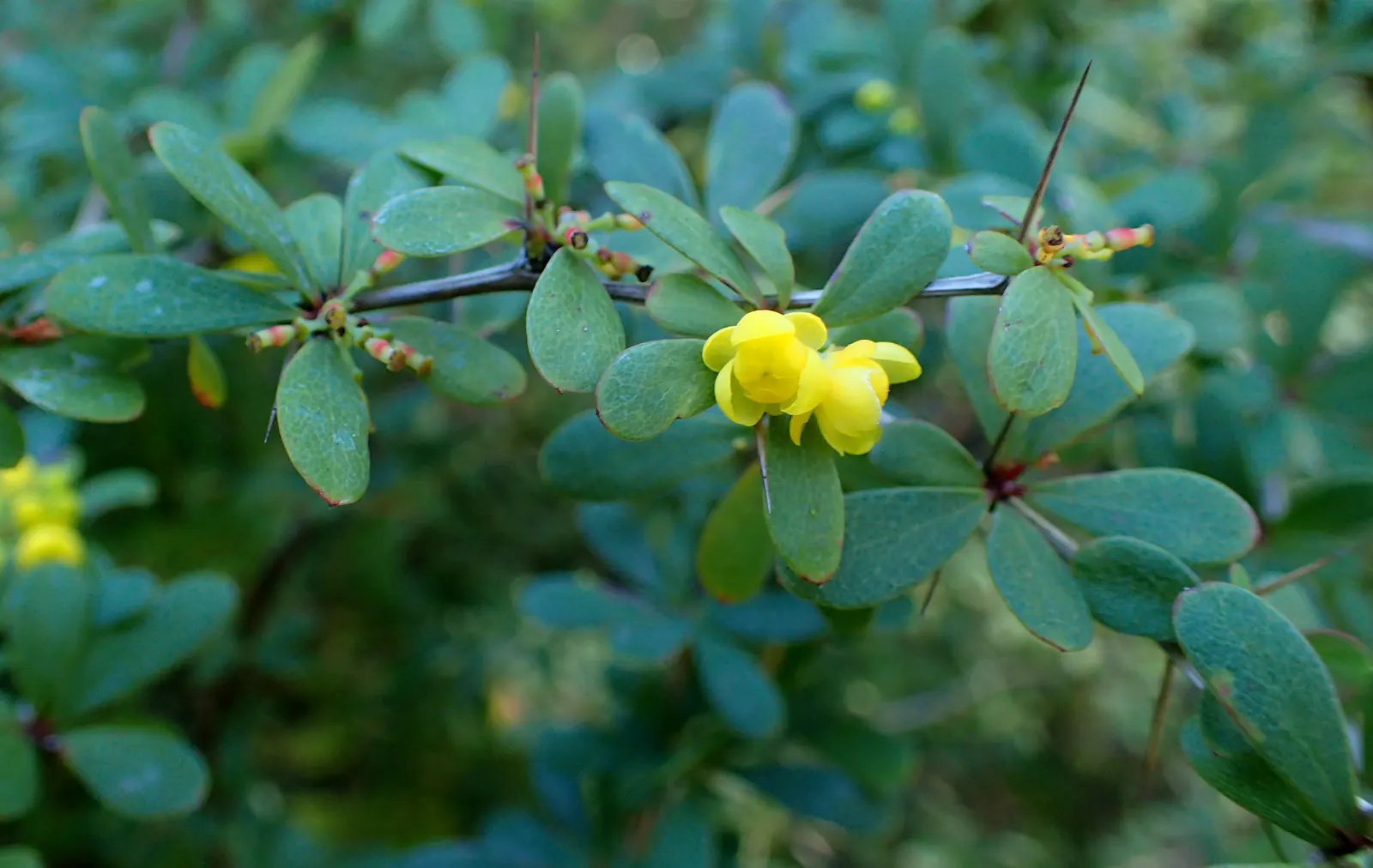 Wilson Barberry (Berberis Wilsoniae) — shrub for full or half
