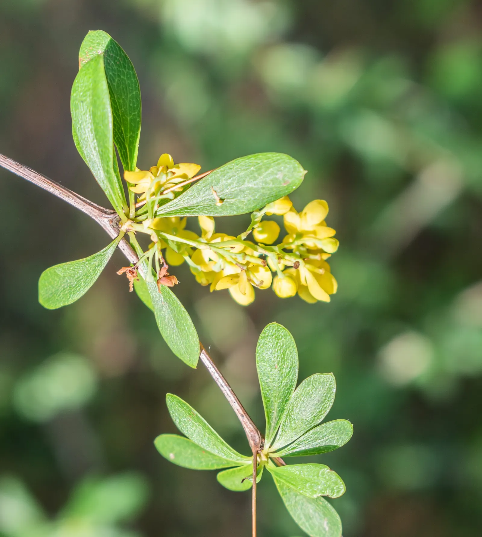 Wilson Barberry (Berberis Wilsoniae) — The Wilson Barberry (Berberis wilsoniae) is a valuable addition to any landscape design; be cautious when handling this