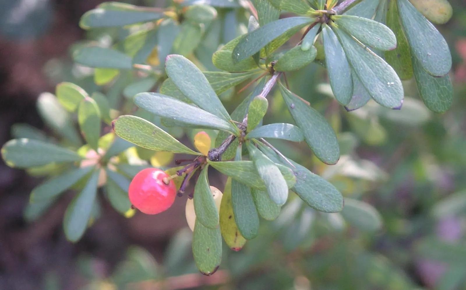 Wilson Barberry (Berberis Wilsoniae) — Prefers well-drained soil and is relatively low-maintenance