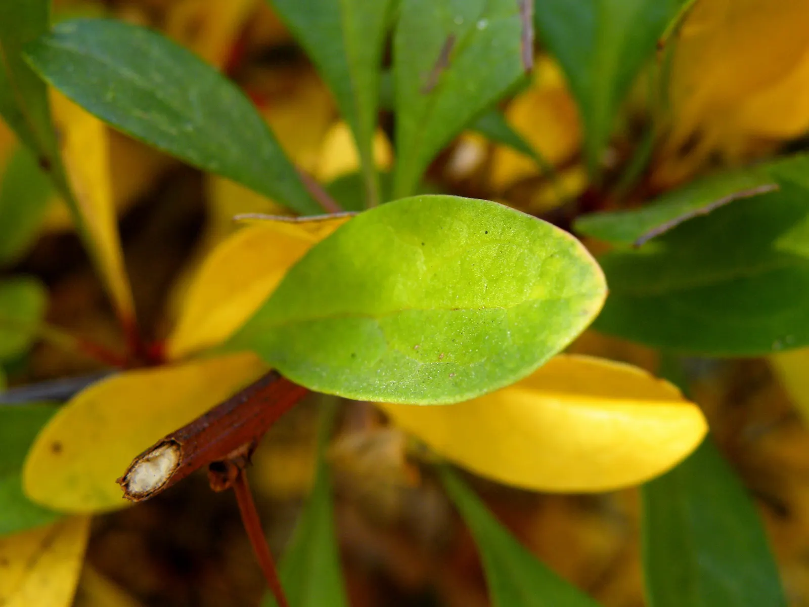 Wilson Barberry (Berberis Wilsoniae) — owing to its ornamental appeal and resilience