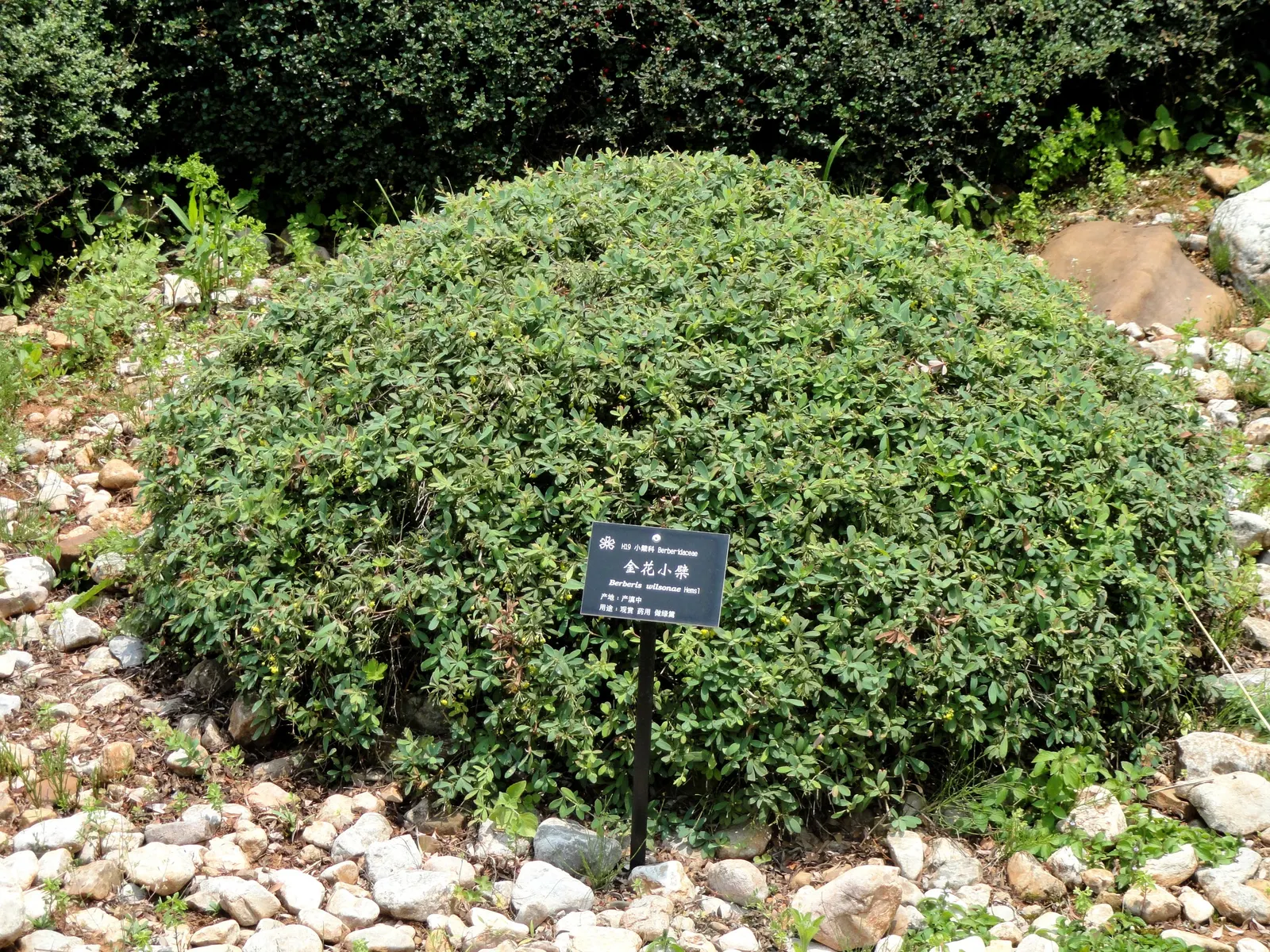 Wilson Barberry (Berberis Wilsoniae) — The Wilson Barberry (Berberis wilsoniae) is a valuable addition to any landscape design