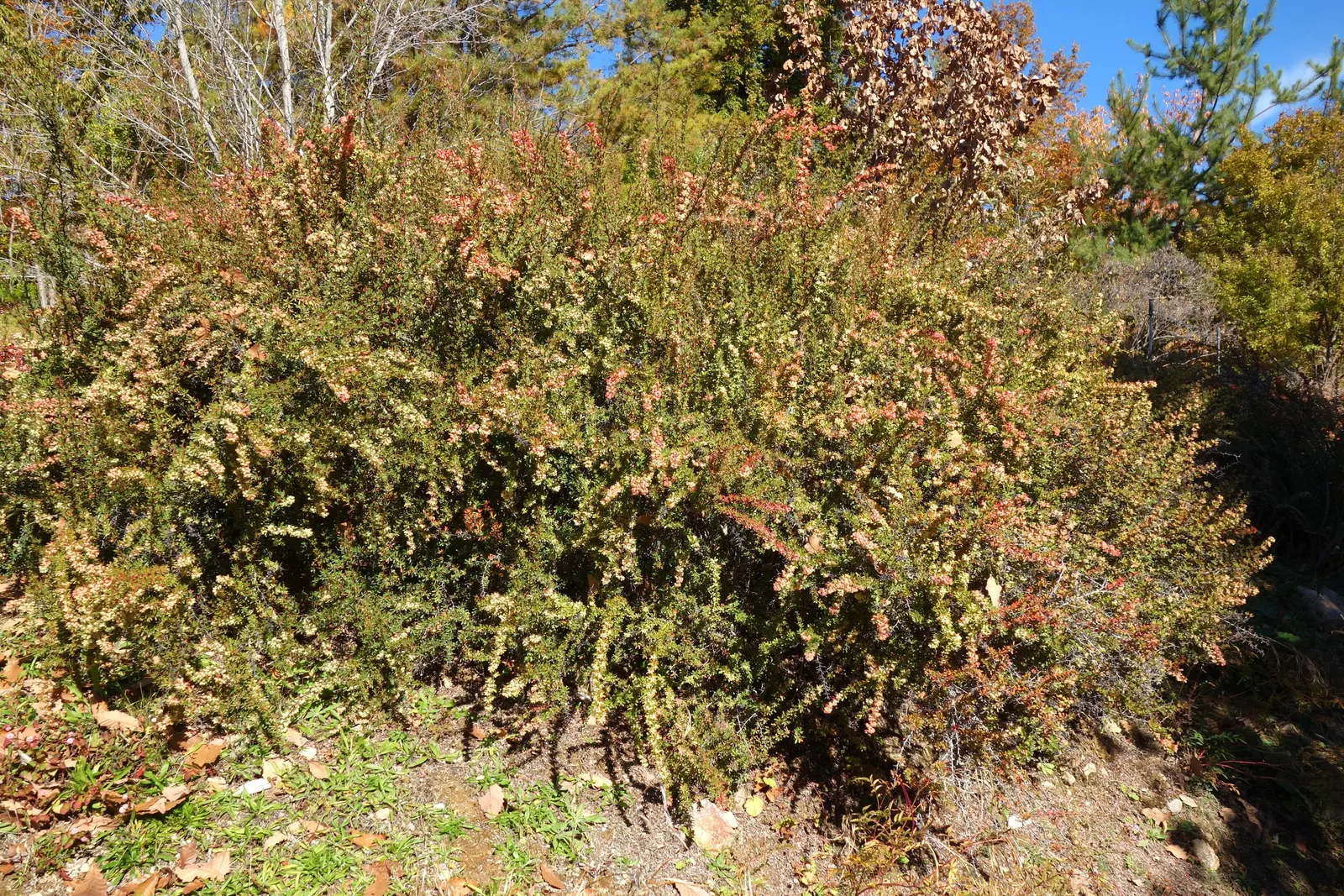 Wilson Barberry (Berberis Wilsoniae) — Be cautious when handling this shrub