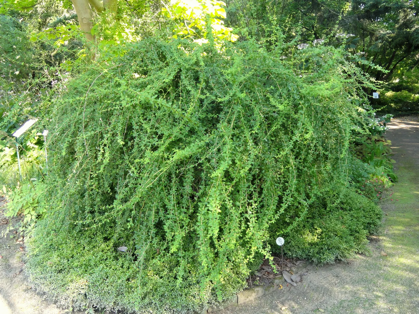 Wilson Barberry (Berberis Wilsoniae) — approximately 1 to 2 inches long