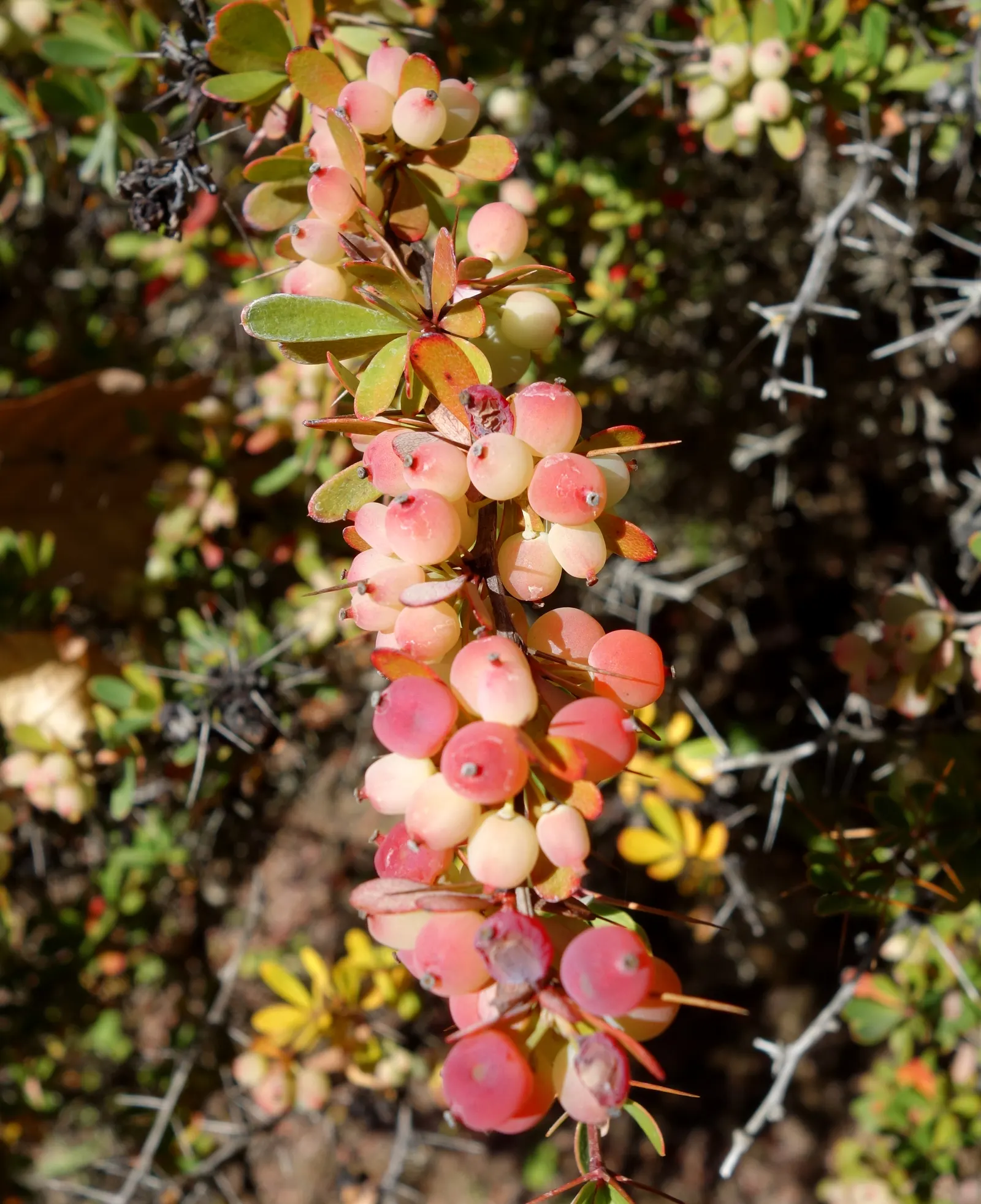 Wilson Barberry (Berberis Wilsoniae) — approximately 1 to 2 inches long; with a pale blue-green color that adds a cool hue to the garden palette