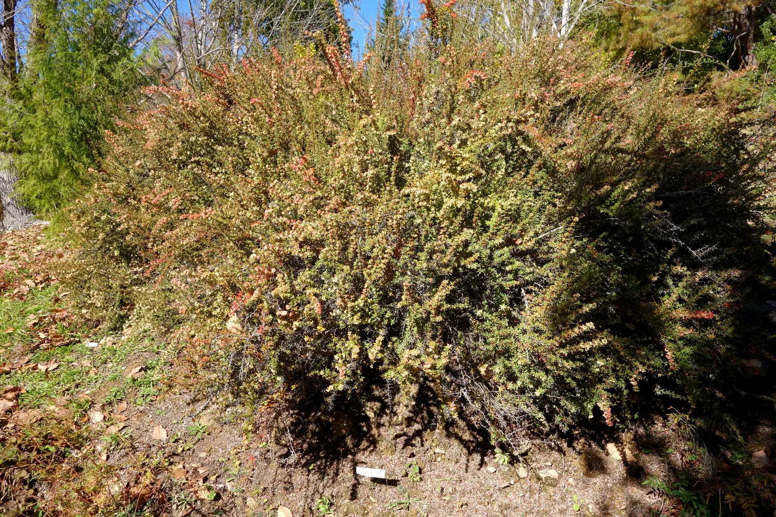 Wilson Barberry (Berberis Wilsoniae) — the plant produces an array of petite; the Wilson Barberry (Berberis wilsoniae) is a deciduous shrub, thriving best in