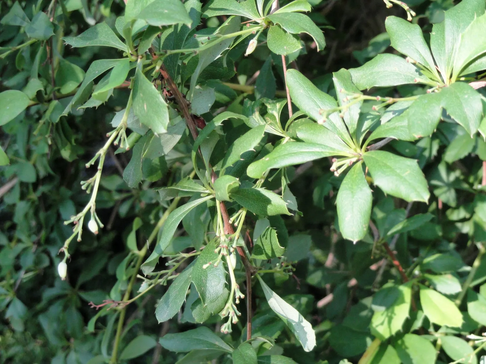 Wilson Barberry (Berberis Wilsoniae) — With a hardiness down to -20&deg;F, it's suitable for zones 5 to 8