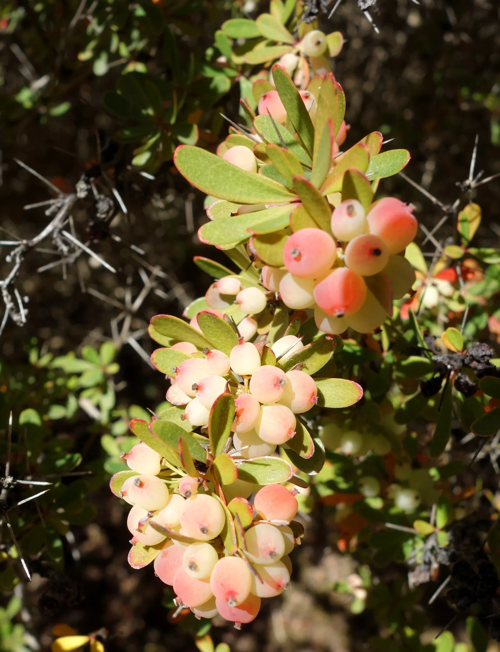 Wilson Barberry (Berberis Wilsoniae) — and always wear gardening gloves for protection
