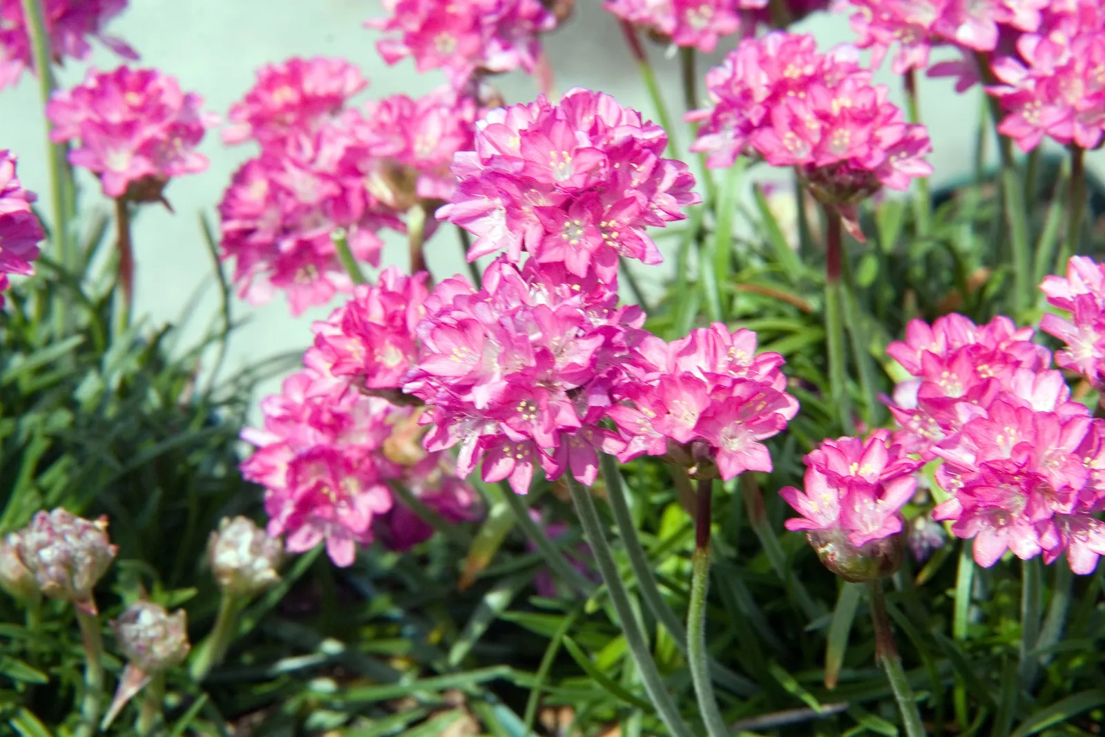 False Sea Pink (Armeria Maritima 'Bloodstone') — It sports vibrant, deep pink blooms atop 6-inch stems in spring and summer