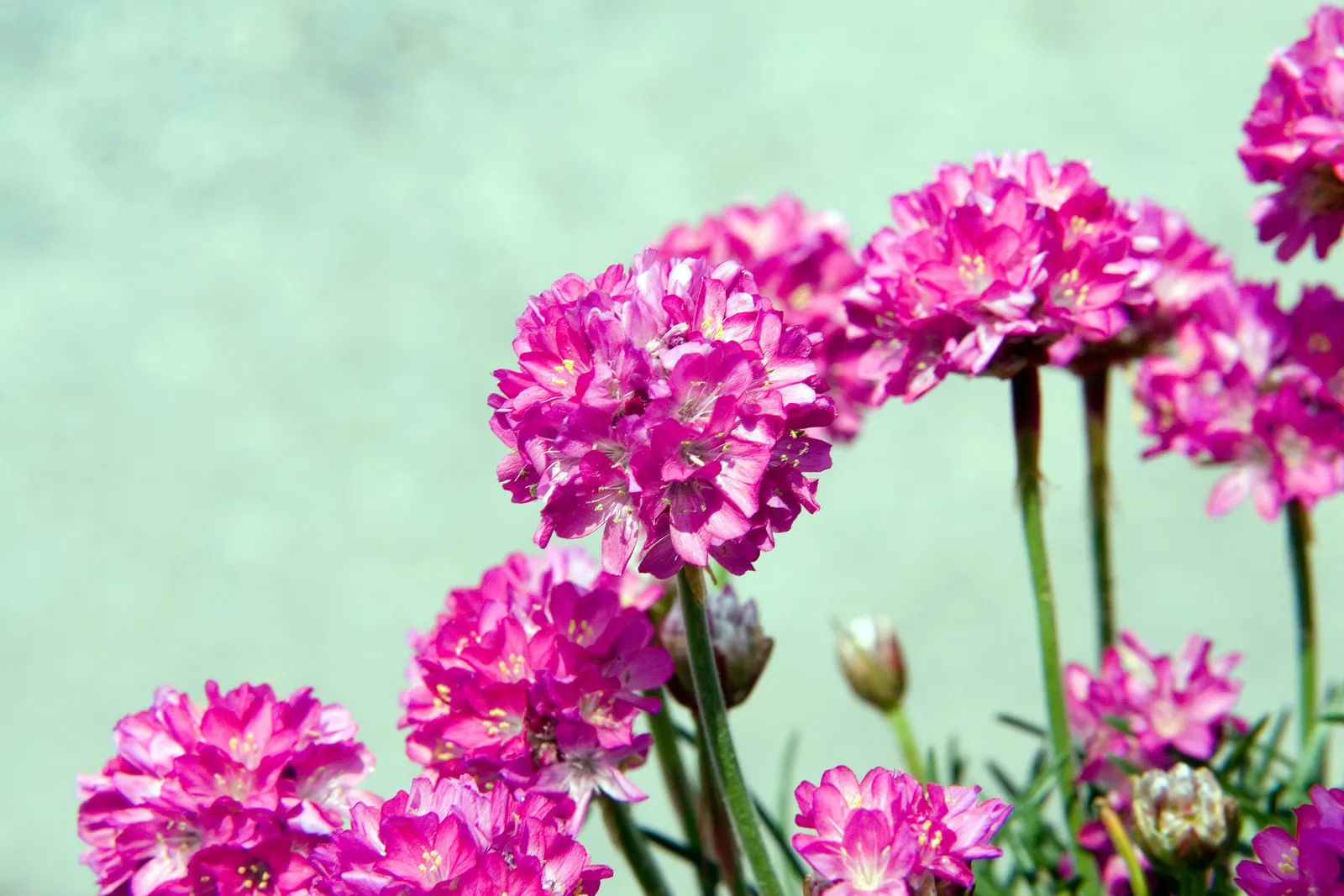 False Sea Pink (Armeria Maritima 'Bloodstone') — Armeria maritima 'Bloodstone' (False Sea Pink) is an herbaceous perennial with grass-like foliage