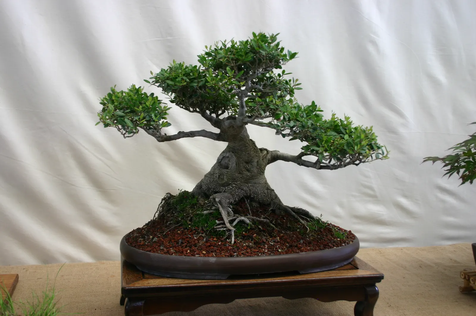Yaupon (Ilex Vomitoria) — With its high tolerance for salt spray and drought once established