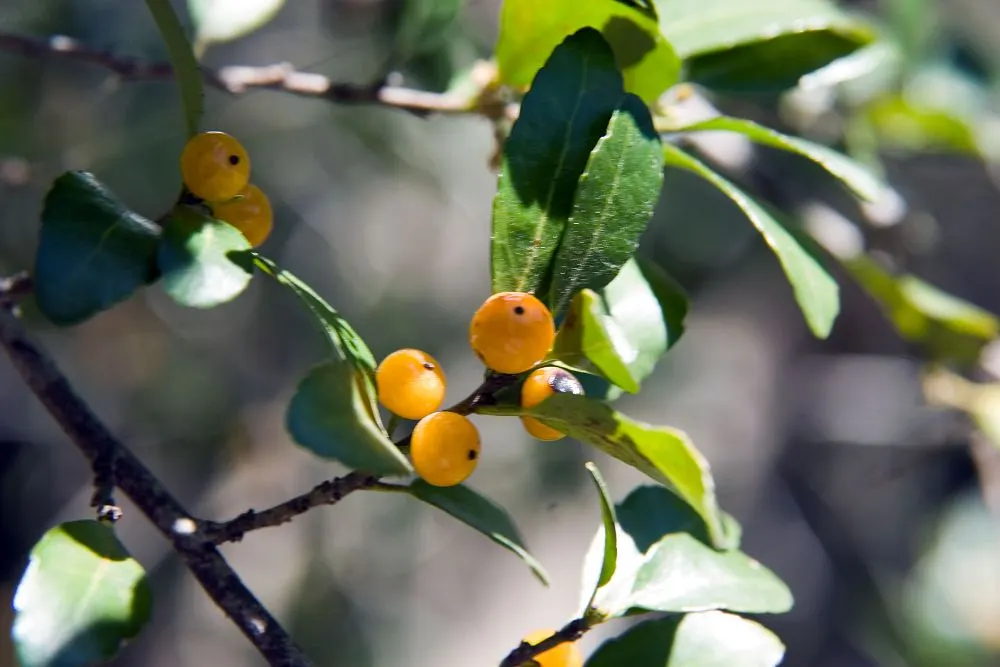 Yaupon (Ilex Vomitoria) — The plant exhibits a dense; making it an ideal candidate for formal gardens or naturalistic designs